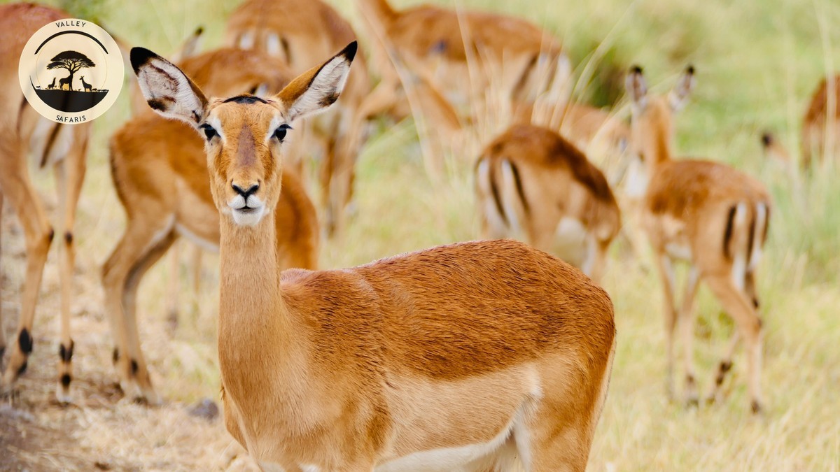 How Much to Tip Your Safari Guide in Kenya (2026)