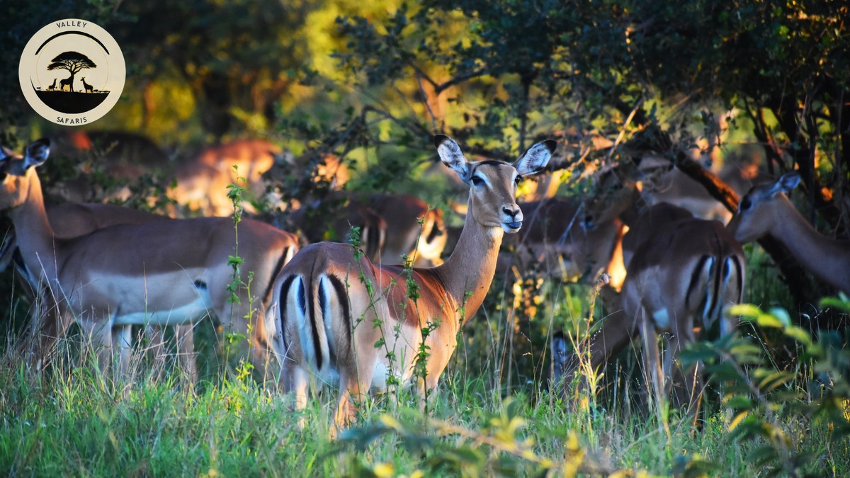 How Much to Tip Your Safari Guide in Kenya (2026) - photo 1