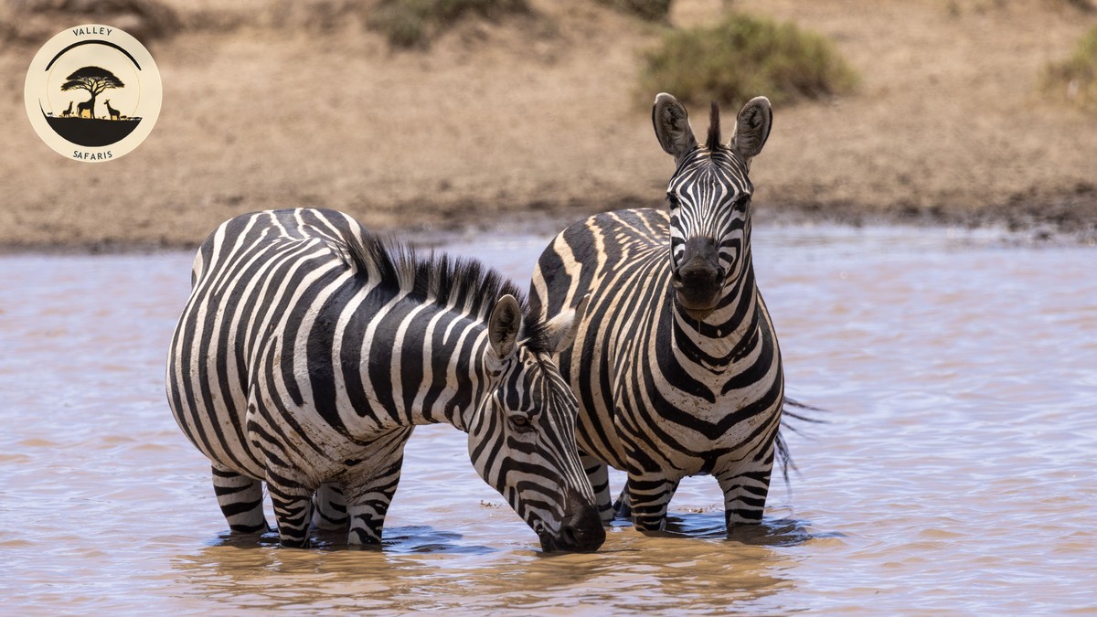 How Much to Tip Your Safari Guide in Kenya (2026)