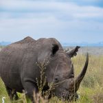 How to Choose a Safari Conservancy in Kenya