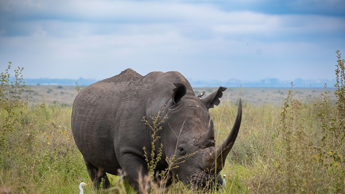 How to Choose a Safari Conservancy in Kenya
