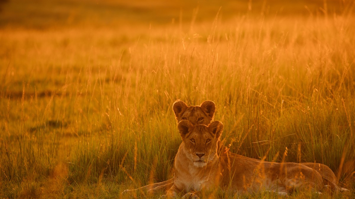 How to Choose a Safari Conservancy in Kenya - photo 1