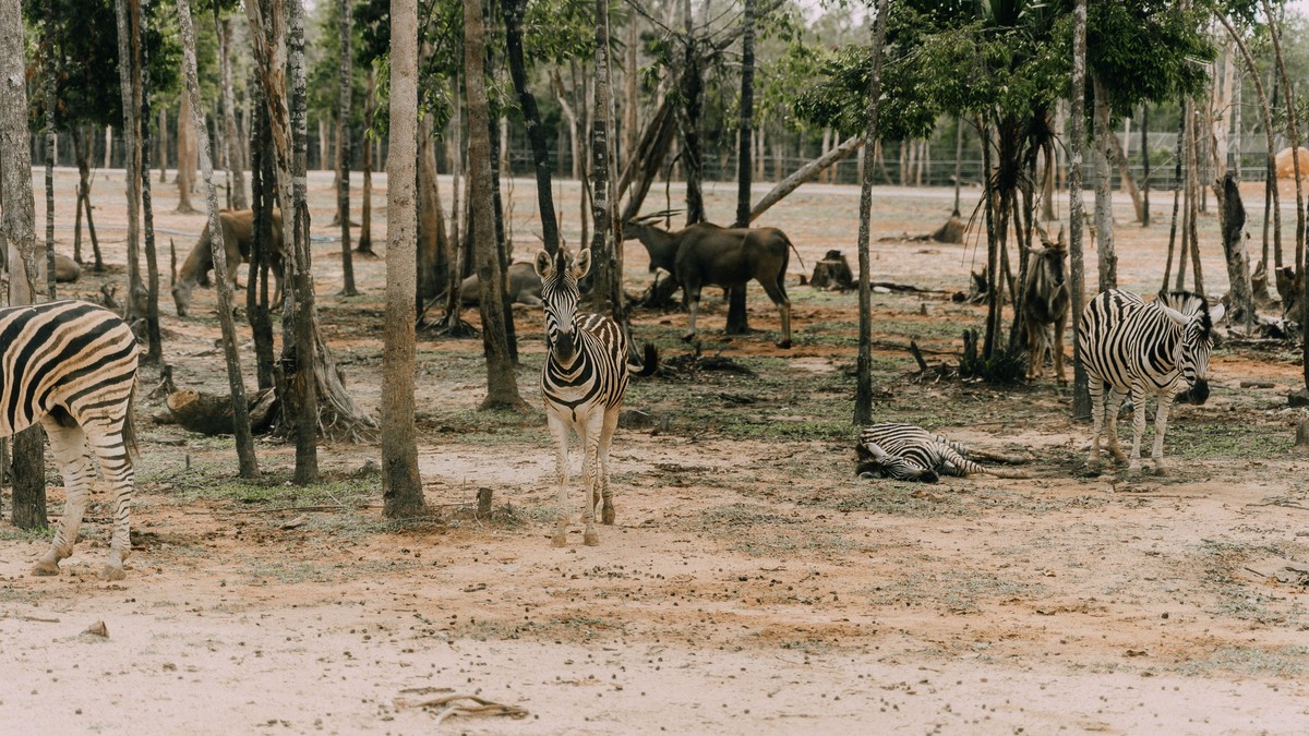 How to Choose a Safari Conservancy in Kenya - photo 2