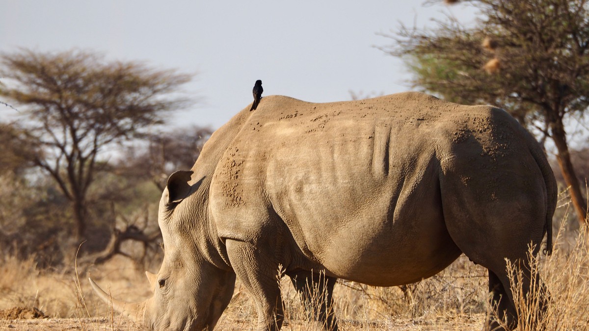 The Ideal Safari Age for Children in Kenya