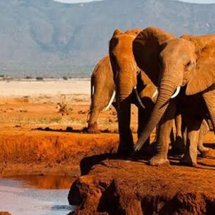 Tsavo East National Park