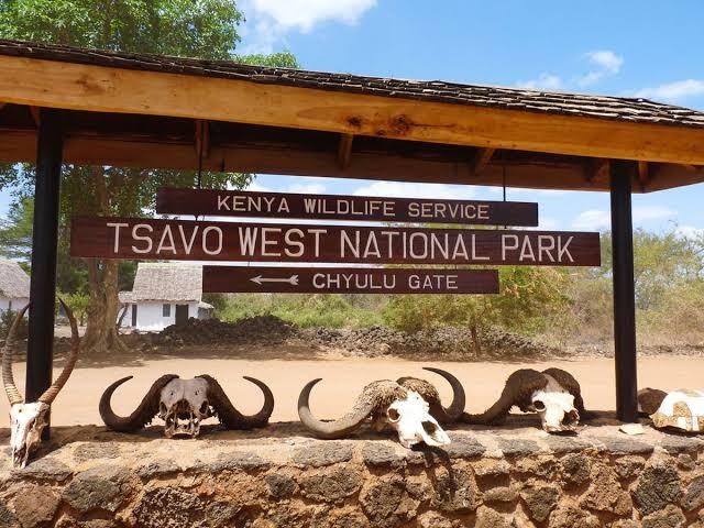 Tsavo West National Park Tsavo West National Park is celebrated for its dramatic and varied scenery, from the crystal-clear Mzima Springs to the volcanic Chyulu Hills and Shetani Lava Flow, offering a more diverse landscape than its eastern counterpart and excellent wildlife viewing throughout. Mzima Springs is a highlight of any visit, with an underwater viewing chamber that allows visitors to watch hippos and crocodiles beneath the surface of the spring-fed pools — a rare and memorable wildlife experience found nowhere else in Kenya. The park also offers superb game viewing, including healthy populations of lion, leopard, elephant, and the rare black rhino within the protected Ngulia Rhino Sanctuary. The rugged Chyulu Hills, formed by relatively recent volcanic activity, add a striking backdrop to game drives across the park. Tsavo West's proximity to Amboseli and the Kenyan coast makes it a flexible addition to multi-destination itineraries, whether combined with a Kilimanjaro-view safari in Amboseli or extended toward Diani Beach for a complete Kenya holiday. Ready to experience Tsavo West National Park for yourself? book your safari with Valley Safaris today. 