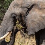 Is a Kenya Safari Worth the Cost? Real 2026 Prices