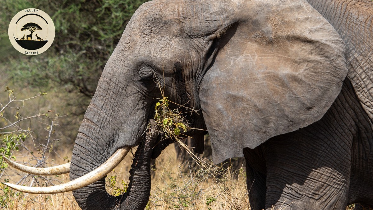 Is a Kenya Safari Worth the Cost? Real 2026 Prices