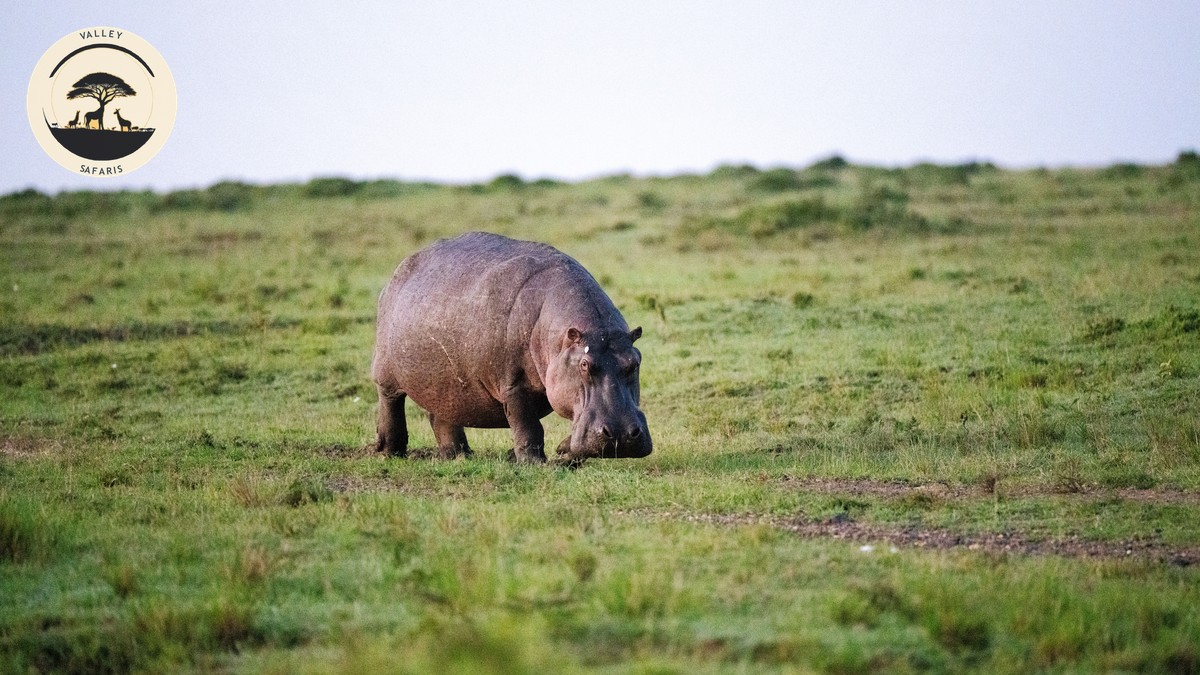 Is a Kenya Safari Worth the Cost? Real 2026 Prices - photo 2