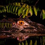 Is Nairobi Safe at Night? A Safari Traveler's Guide