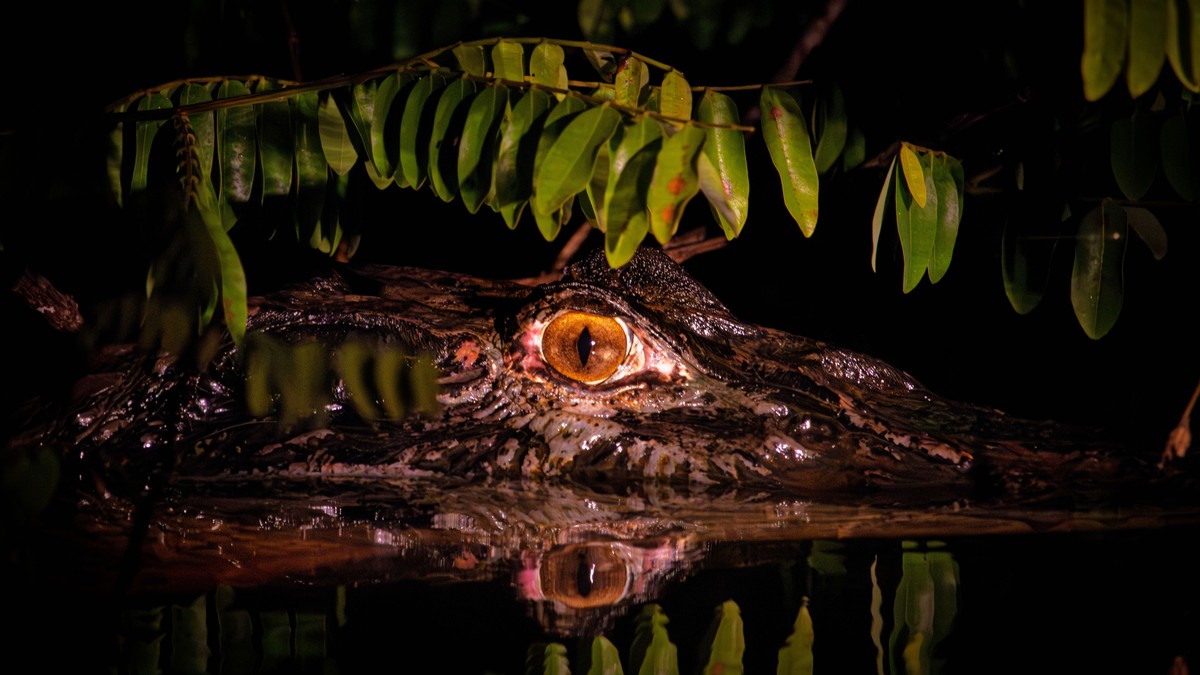 Is Nairobi Safe at Night? A Safari Traveler's Guide