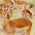 Is Tap Water Safe to Drink on a Kenya Safari?