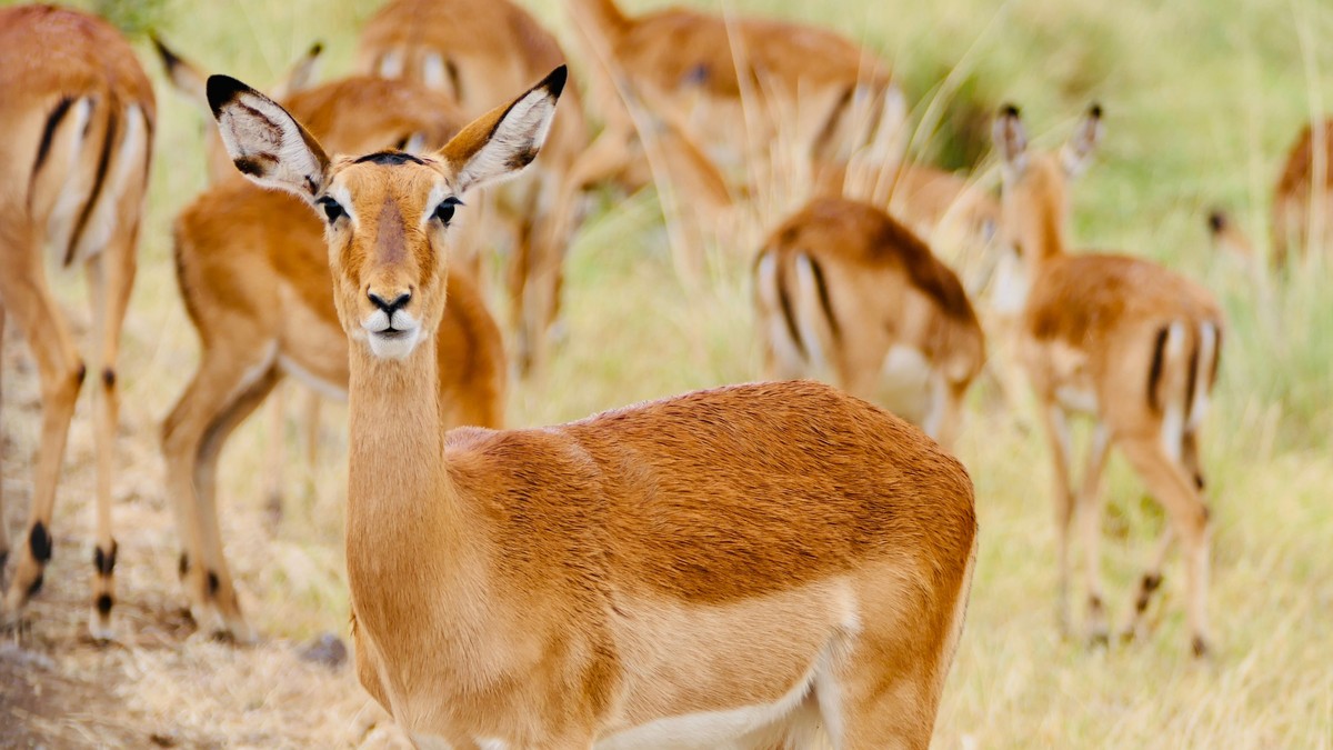 Is Tap Water Safe to Drink on a Kenya Safari?