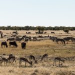 Joining a Group Safari in Kenya: Costs & How It Works