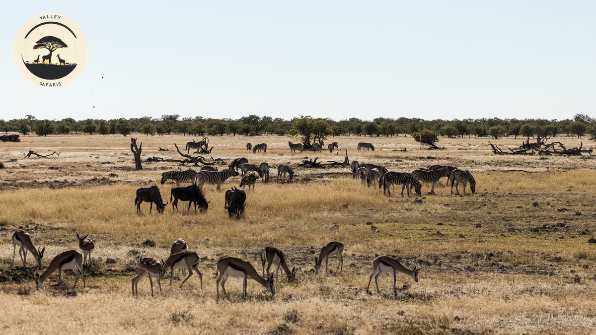 Joining a Group Safari in Kenya: Costs & How It Works