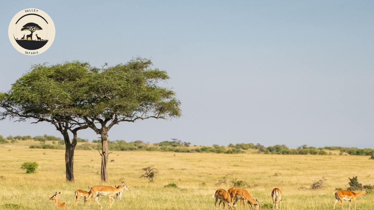 Joining a Group Safari in Kenya: Costs & How It Works - photo 1