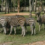 Kakamega Rainforest Safari Guide: Kenya's Only Rainforest