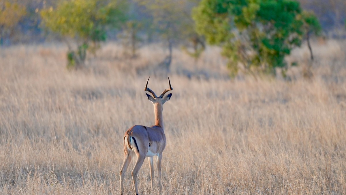 Kakamega Rainforest Safari Guide: Kenya's Only Rainforest - photo 1