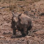 Karen Blixen Museum: A Nairobi Safari Day Trip Guide
