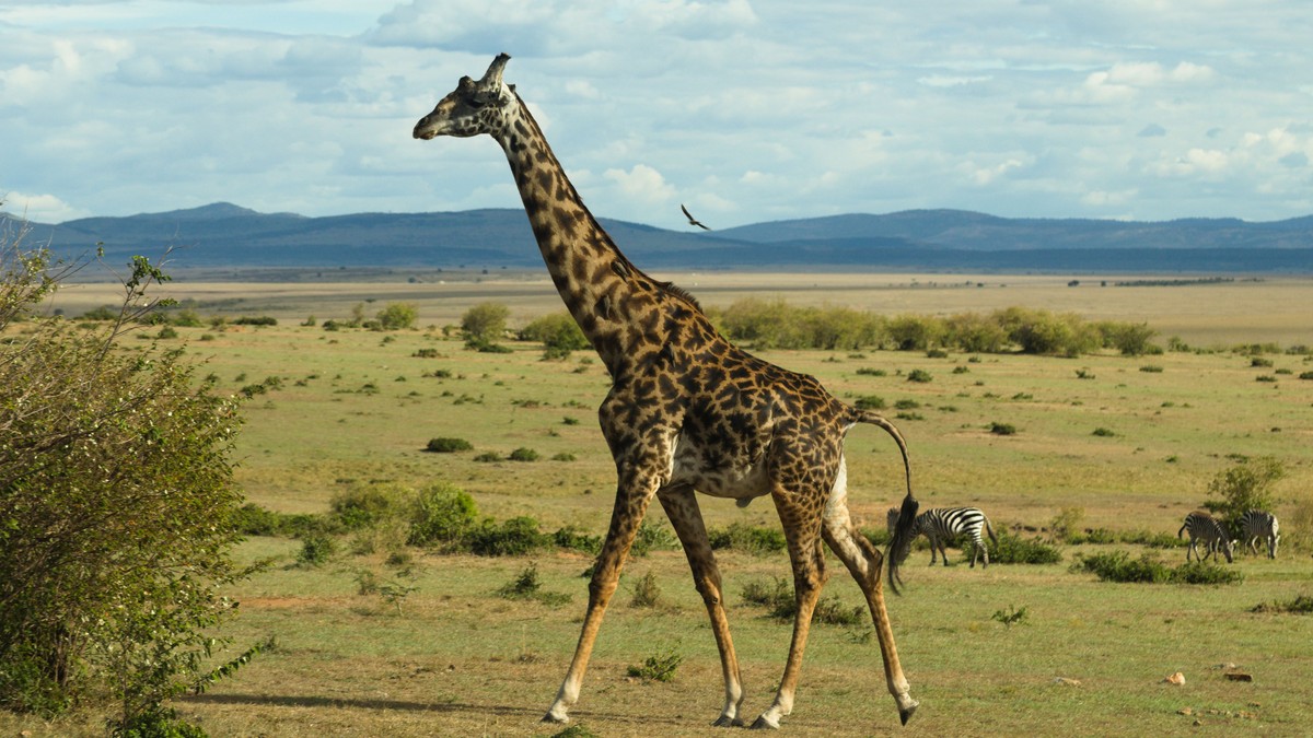 Karen Blixen Museum: A Nairobi Safari Day Trip Guide - photo 1