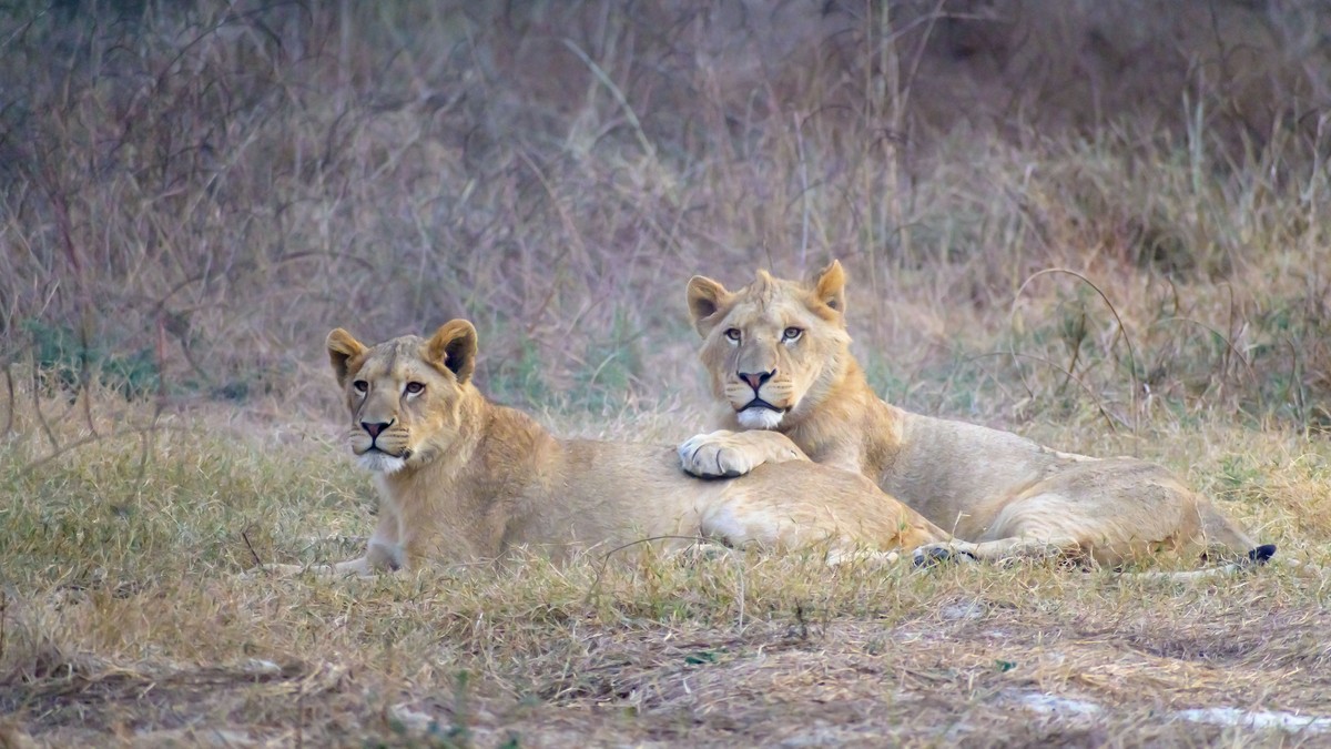 Karen Blixen Museum: A Nairobi Safari Day Trip Guide - photo 2