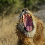 Kenya's Big Five: What They Are and Where to See Them
