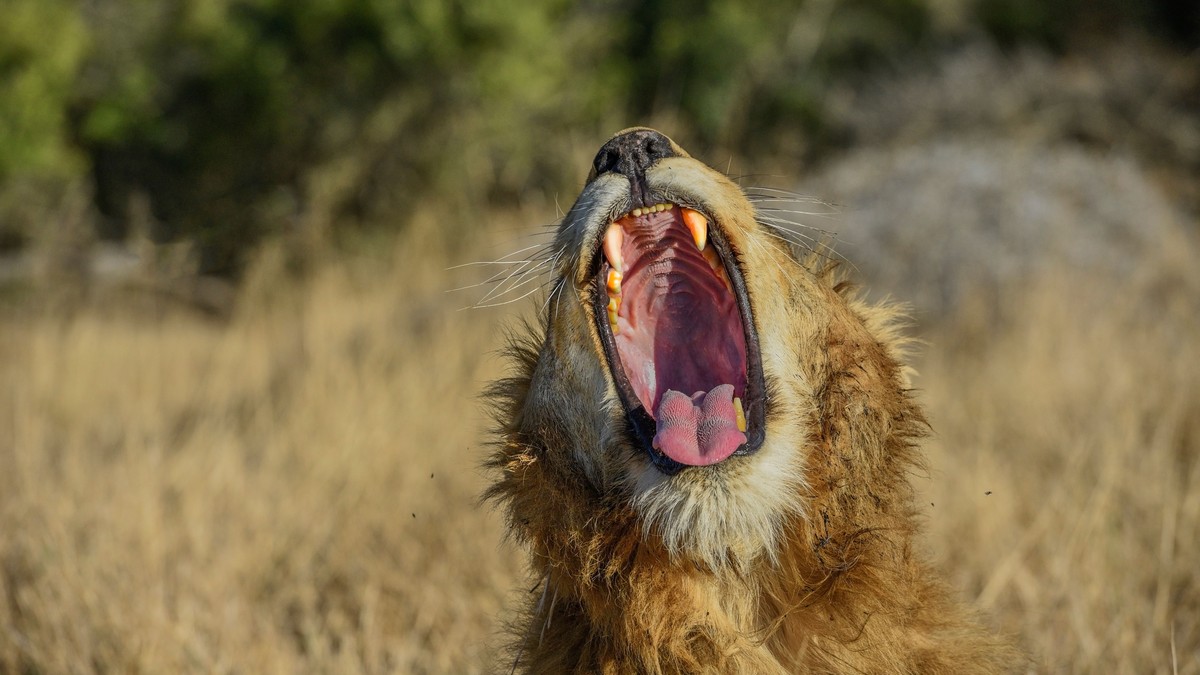 Kenya's Big Five: What They Are and Where to See Them