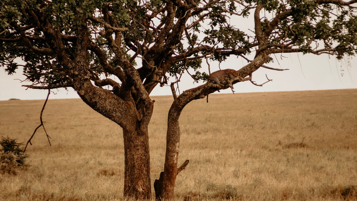 Kenya's Big Five: What They Are and Where to See Them - photo 1