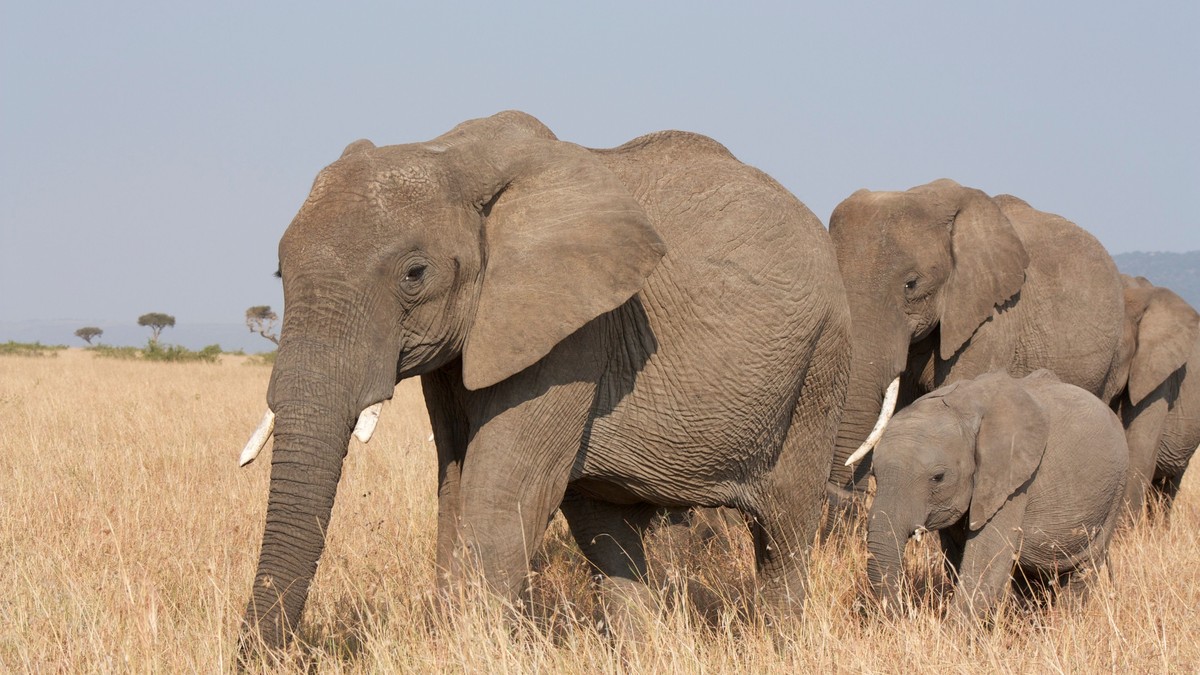 Kenya's Big Five: What They Are and Where to See Them - photo 2