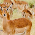 Kenya eTA Application Rejected? Here's Why and How to Fix It