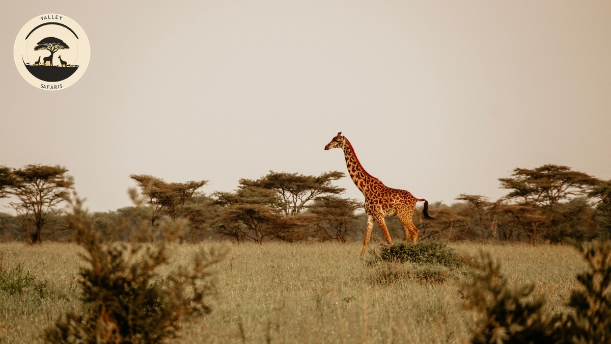 Kenya eTA Application Rejected? Here's Why and How to Fix It - photo 1