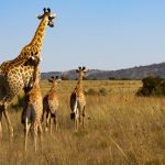 Kenya eTA Proof of Onward Travel Guide