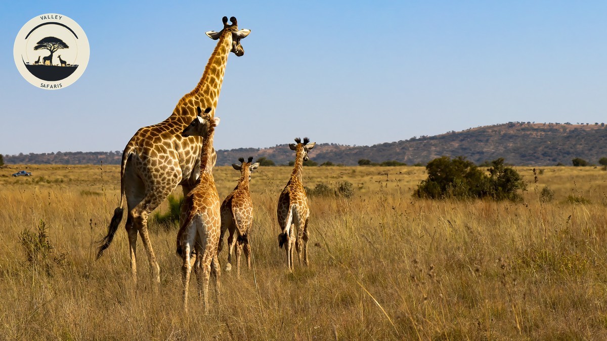 Kenya eTA Proof of Onward Travel Guide