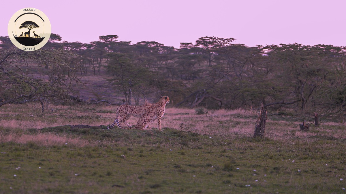 Kenya eTA: Single Entry vs Multiple Entry Explained - photo 1