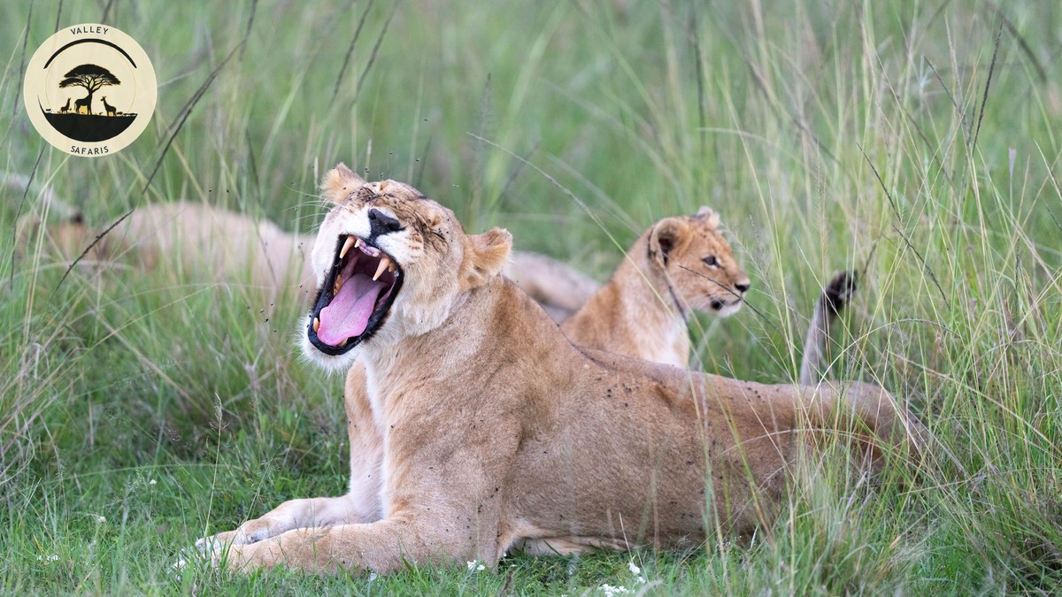 Kenya eTA: Single Entry vs Multiple Entry Explained - photo 2