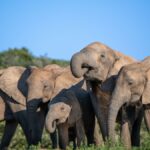Best Family-Friendly Safari Lodges in Kenya for Kids