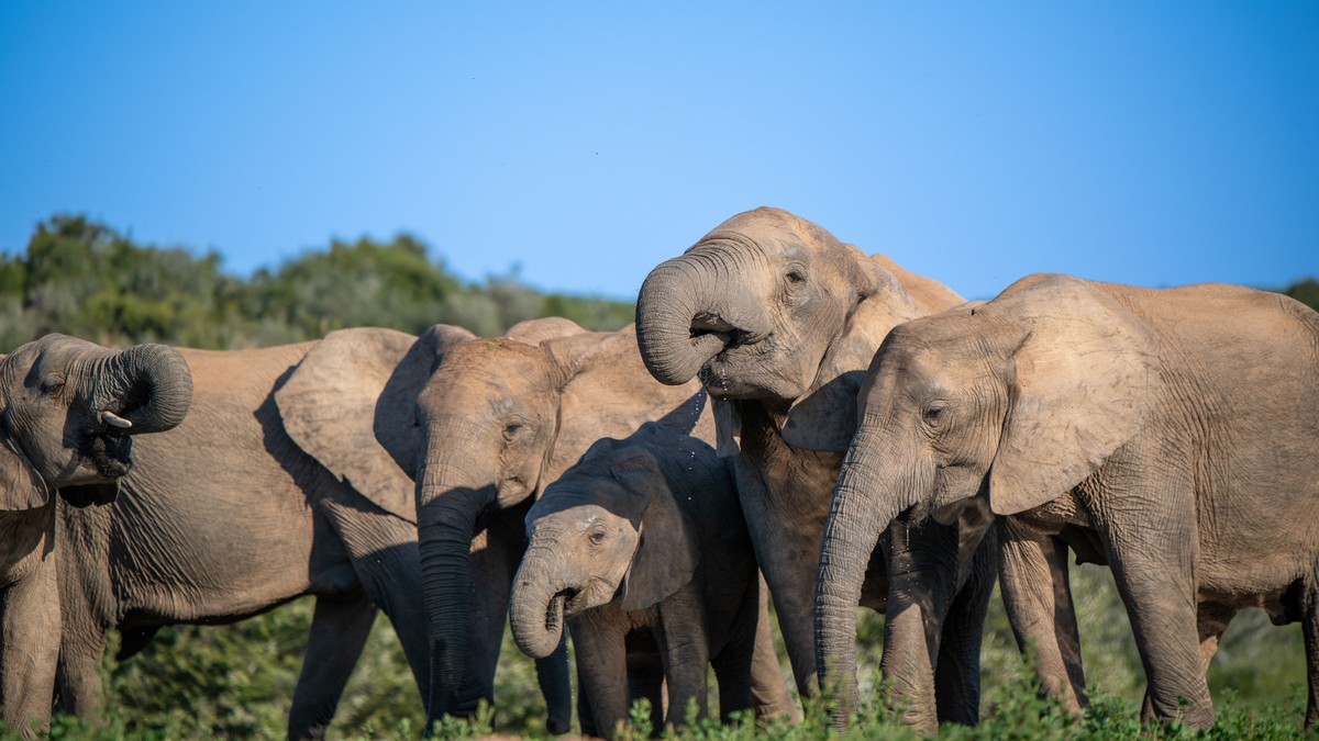 Best Family-Friendly Safari Lodges in Kenya for Kids