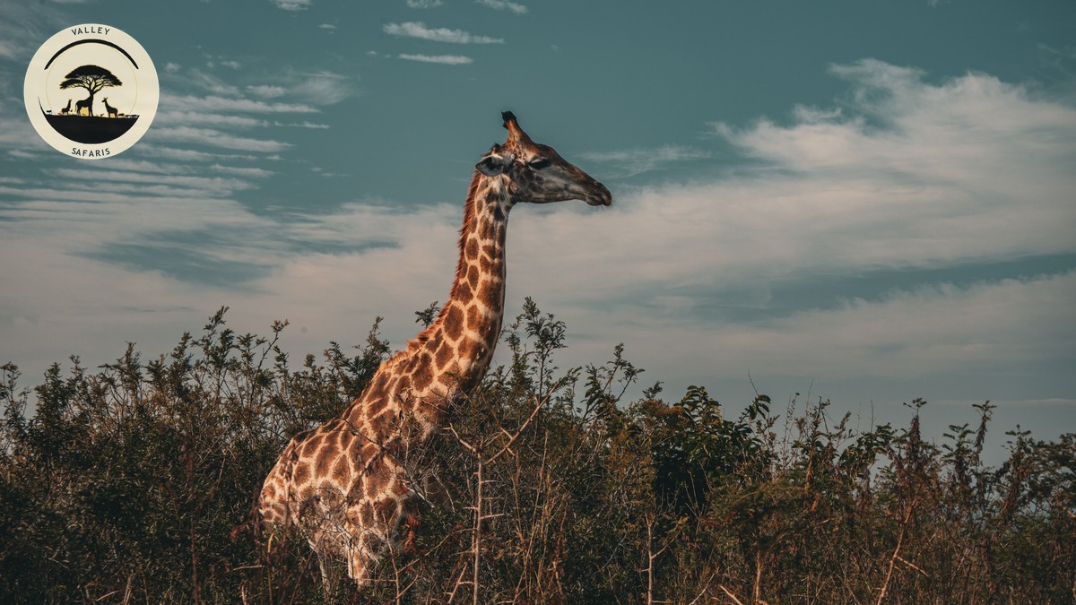 Kenya National Parks Animals Comparison Chart