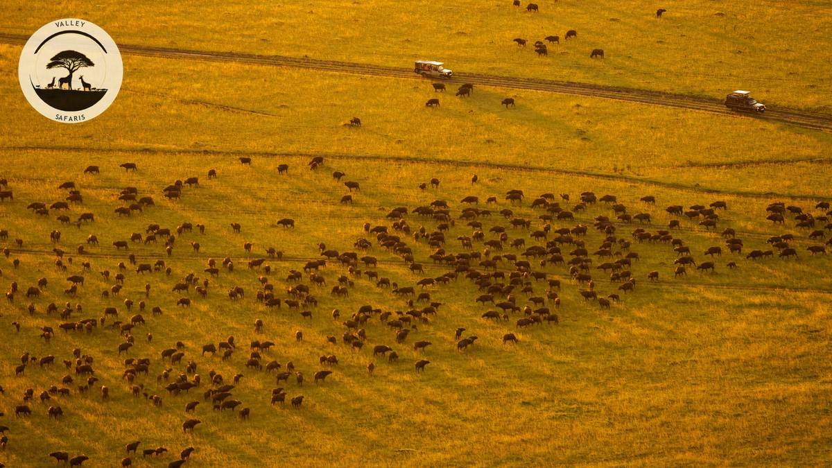 Kenya National Parks Animals Comparison Chart - photo 1