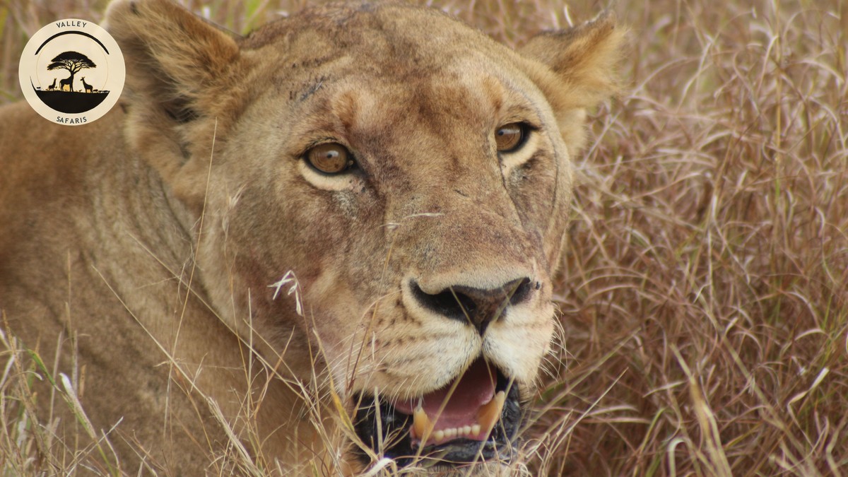 Kenya National Parks Animals Comparison Chart - photo 2