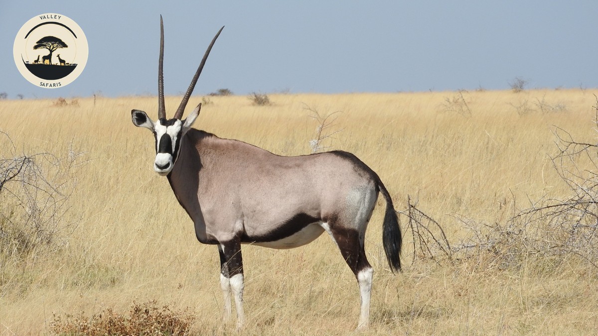 Kenya National Parks Distance Travel Map Guide