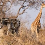 Kenya Plastic Bag Ban: What Tourists Need to Know