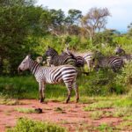 Kenya Plug Socket & Voltage Adapter Guide for Safari