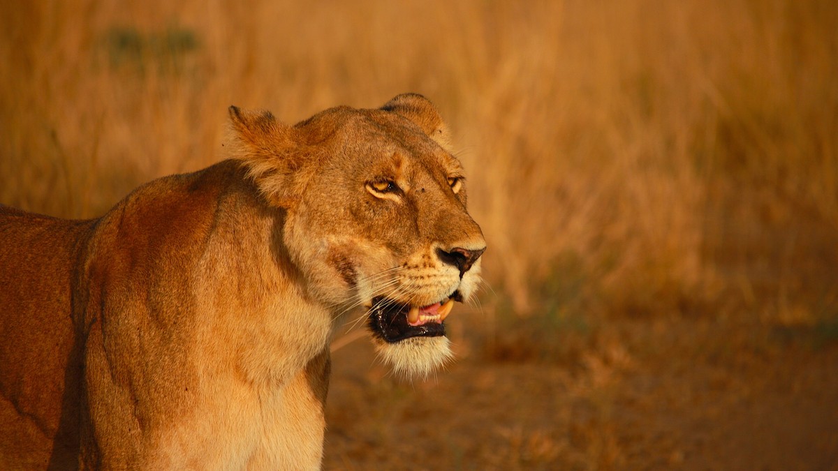 Kenya Plug Socket & Voltage Adapter Guide for Safari - photo 1