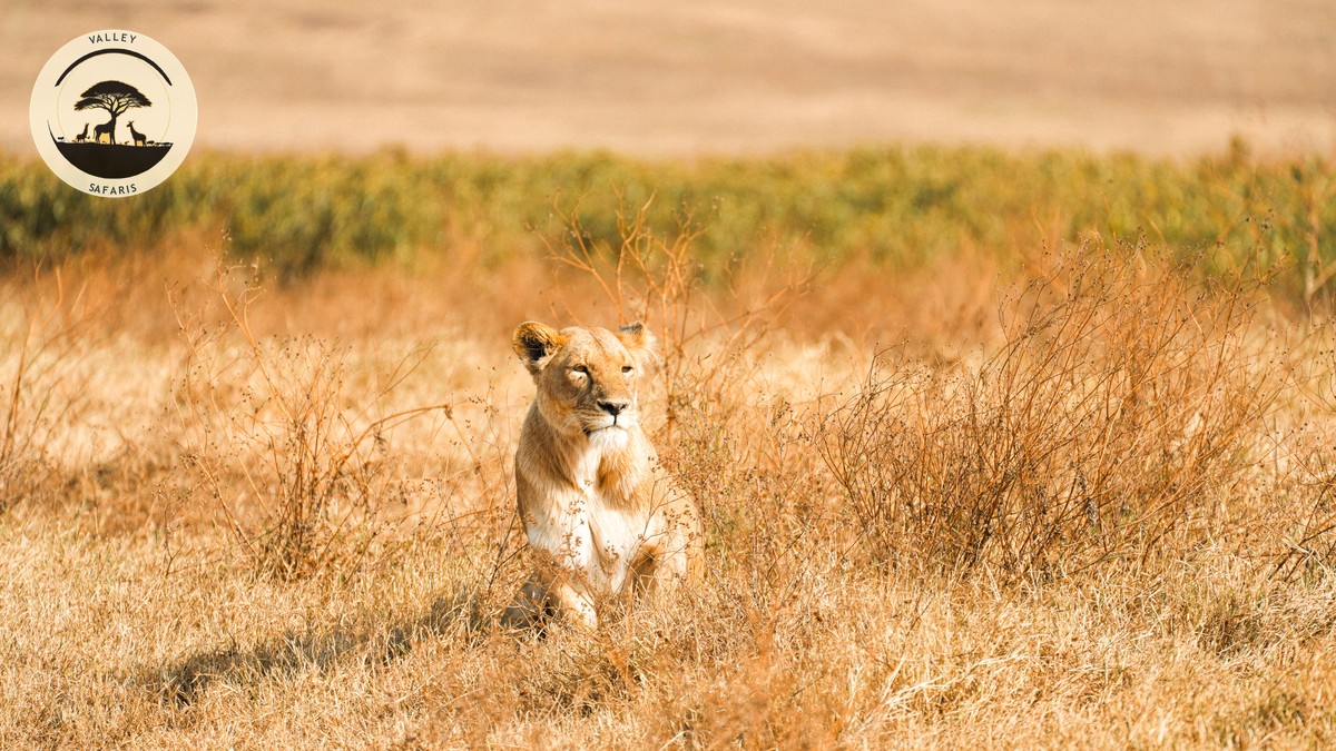 Kenya Safari + Rwanda Gorilla Trek: Combo Guide - photo 1