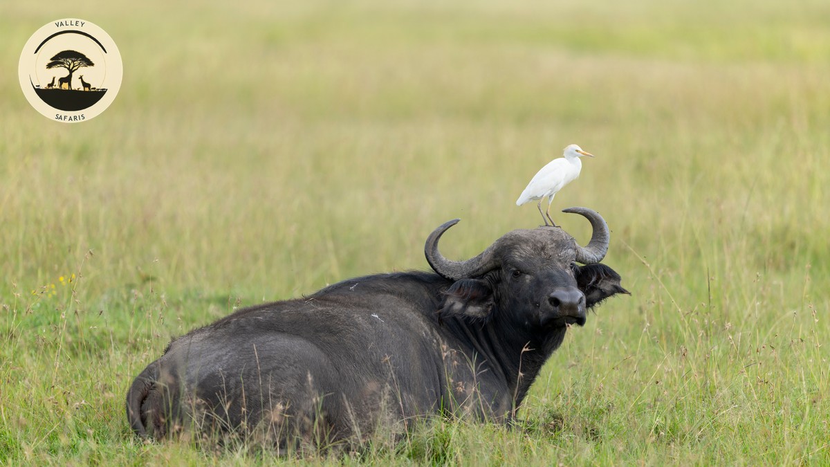 Kenya Safari + Rwanda Gorilla Trek: Combo Guide - photo 2