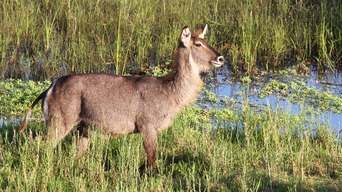 Kenya Safari Antelope Identification Guide