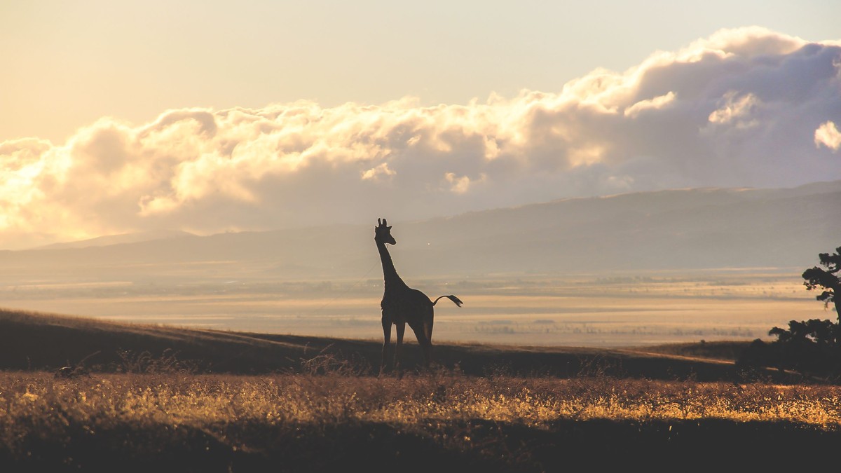 Kenya Safari Antelope Identification Guide - photo 1