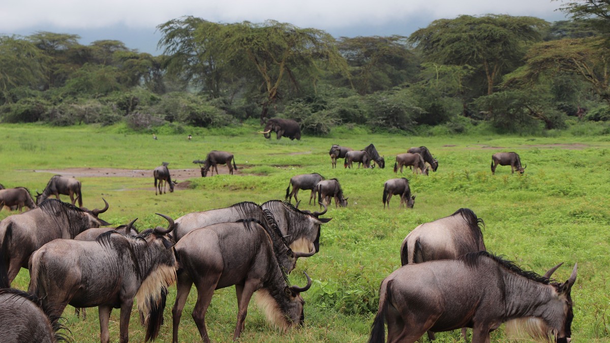 Kenya Safari Antelope Identification Guide - photo 2