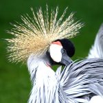 Kenya Safari Bird Checklist for Twitchers | Valley Safaris